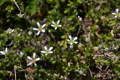 Arenaria grandiflora