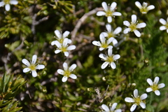 Arenaria grandiflora