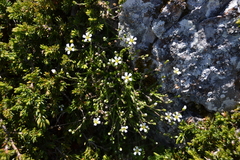 Arenaria grandiflora