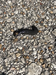 Belocaulus angustipes