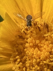 Toxomerus marginatus