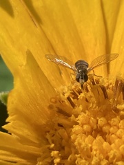 Toxomerus marginatus