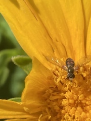 Toxomerus marginatus