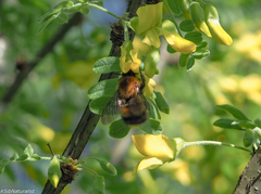 Bombus modestus