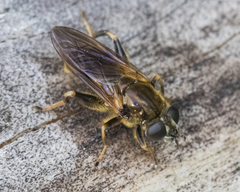 Chalcosyrphus inarmatus