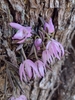 Leptotes unicolor - Photo (c) Clarice Dorocinski, some rights reserved (CC BY-NC), uploaded by Clarice Dorocinski