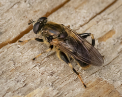 Chalcosyrphus inarmatus
