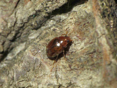 Rhyzobius chrysomeloides