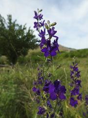 Consolida orientalis