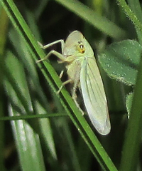 Aphrophoridae