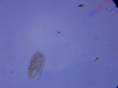 Spirotrichea