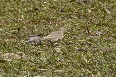 Geositta cunicularia