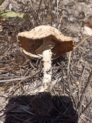 Saproamanita vittadinii