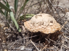 Saproamanita vittadinii