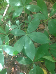 Aesculus glabra glabra