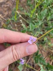 Erodium hoefftianum