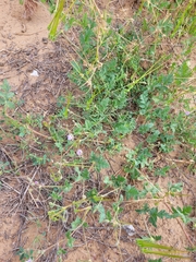 Erodium hoefftianum