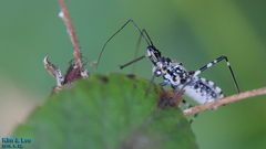 Sphedanolestes impressicollis