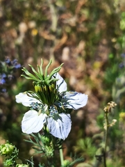 Nigella gallica