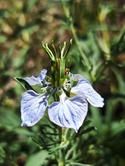 Nigella gallica