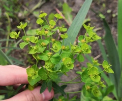 Euphorbia virgata