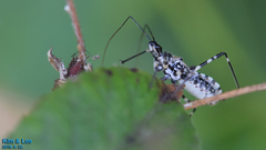 Sphedanolestes impressicollis