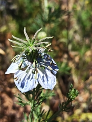 Nigella gallica