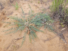 Astragalus longipetalus