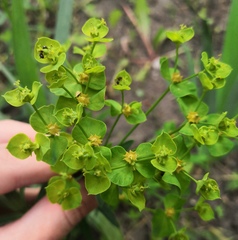 Euphorbia virgata