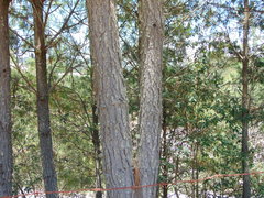 Pinus teocote