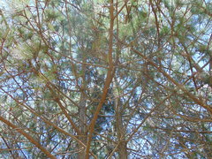 Pinus teocote