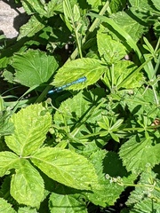 Enallagma cyathigerum