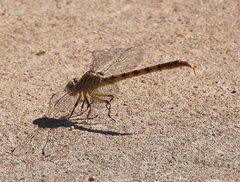 Arigomphus lentulus