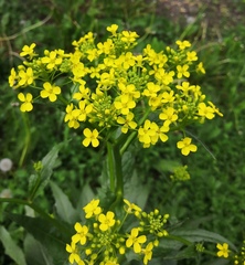 Bunias orientalis