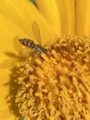 Toxomerus marginatus