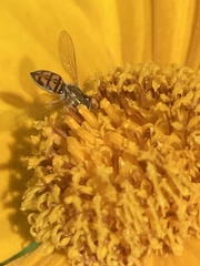 Toxomerus marginatus