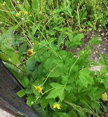 Geum urbanum