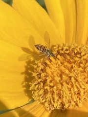 Toxomerus marginatus