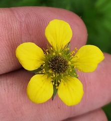 Geum urbanum