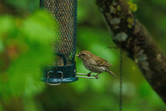Haemorhous purpureus californicus