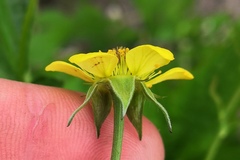 Geum urbanum