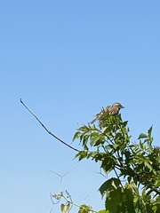 Chondestes grammacus