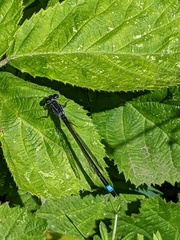 Ischnura elegans