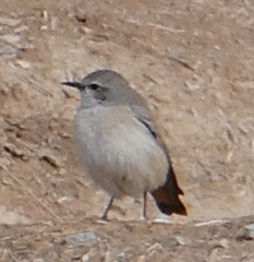 Oenanthe chrysopygia