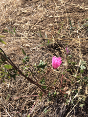 Sidalcea malviflora malviflora