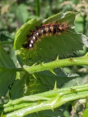 Acronicta rumicis