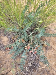 Astragalus longipetalus