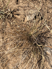 Nassella pulchra