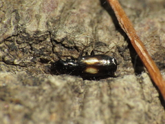 Microlestes corticalis