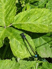 Ischnura elegans